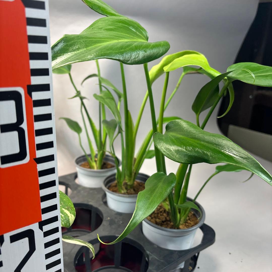 s*s様 a17モンステラ・タイコンステレーション5株➕バールマルクスフレーム3