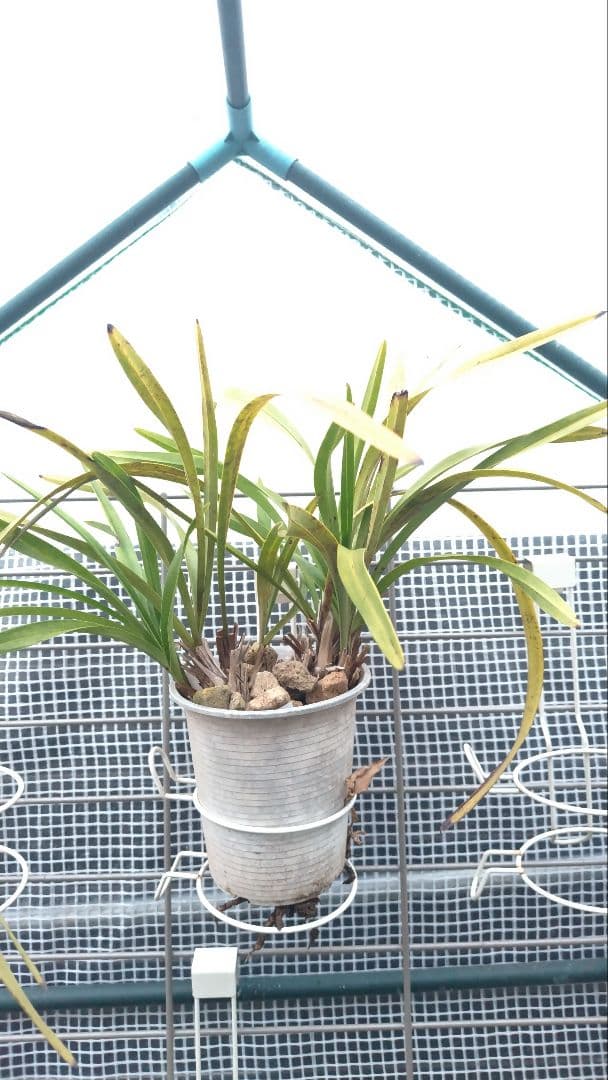 キンリョウヘン 金稜辺 1株