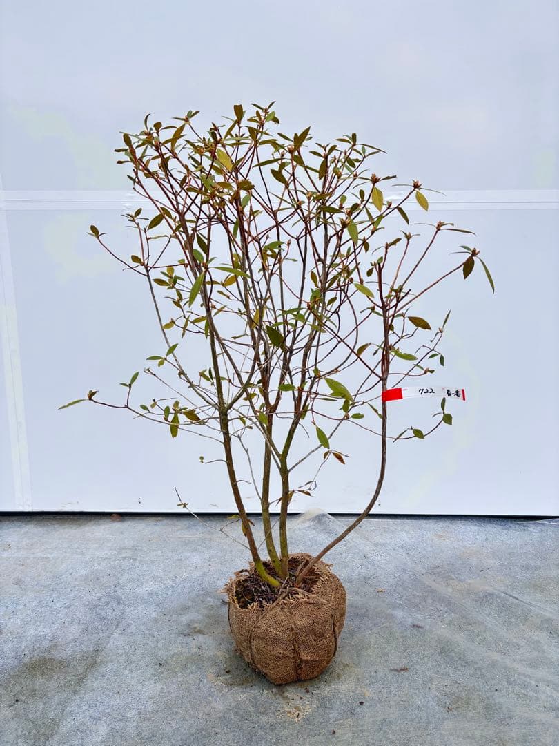 希少 良形の ハルイチバンツツジ 春一番ツツジ 722 樹高90cm位 躑躅