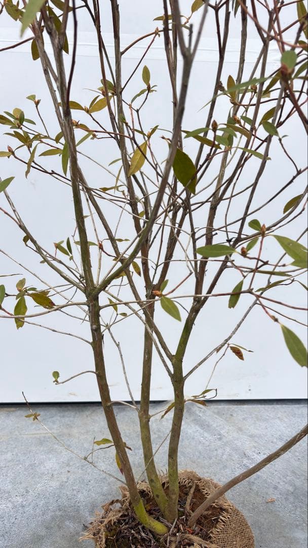 希少 良形の ハルイチバンツツジ 春一番ツツジ 722 樹高90cm位 躑躅