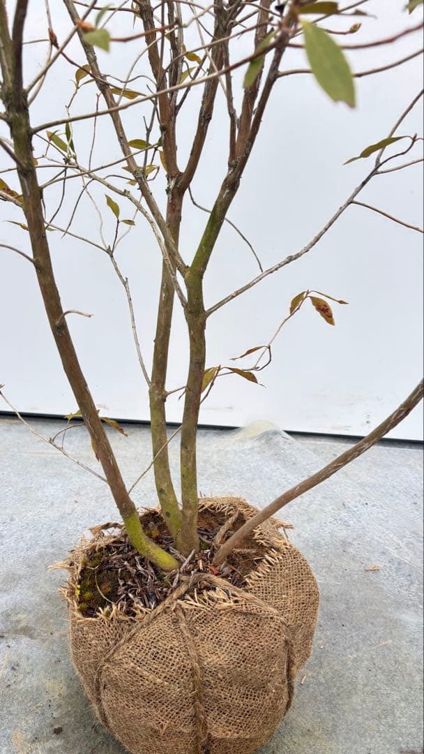 希少 良形の ハルイチバンツツジ 春一番ツツジ 722 樹高90cm位 躑躅