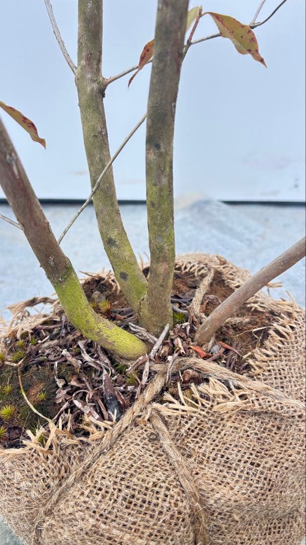 希少 良形の ハルイチバンツツジ 春一番ツツジ 722 樹高90cm位 躑躅