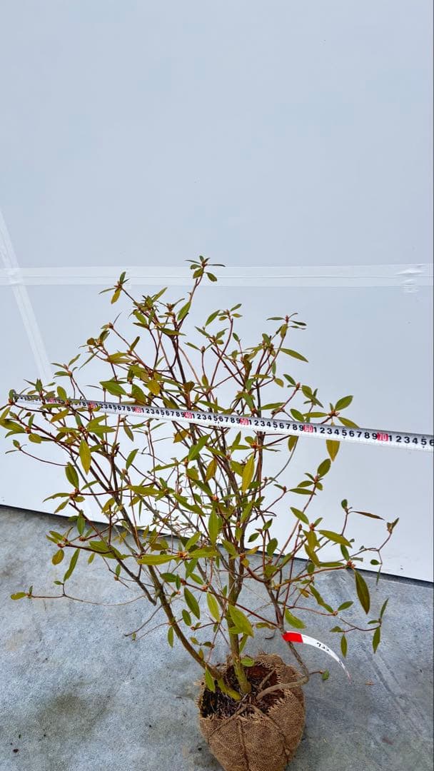 希少 良形の ハルイチバンツツジ 春一番ツツジ 722 樹高90cm位 躑躅