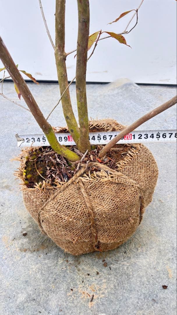 希少 良形の ハルイチバンツツジ 春一番ツツジ 722 樹高90cm位 躑躅