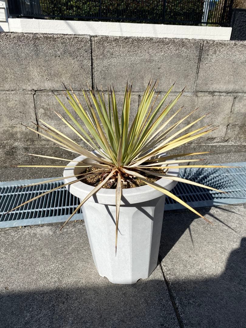 ユッカ ロストラータ　ロックガーデン　ドライガーデン　アガベ　塊根植物