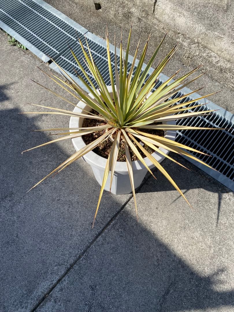 ユッカ ロストラータ　ロックガーデン　ドライガーデン　アガベ　塊根植物