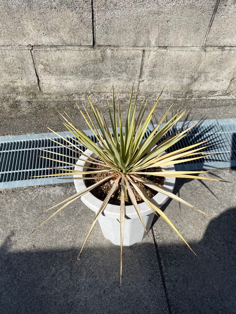 ユッカ ロストラータ　ロックガーデン　ドライガーデン　アガベ　塊根植物