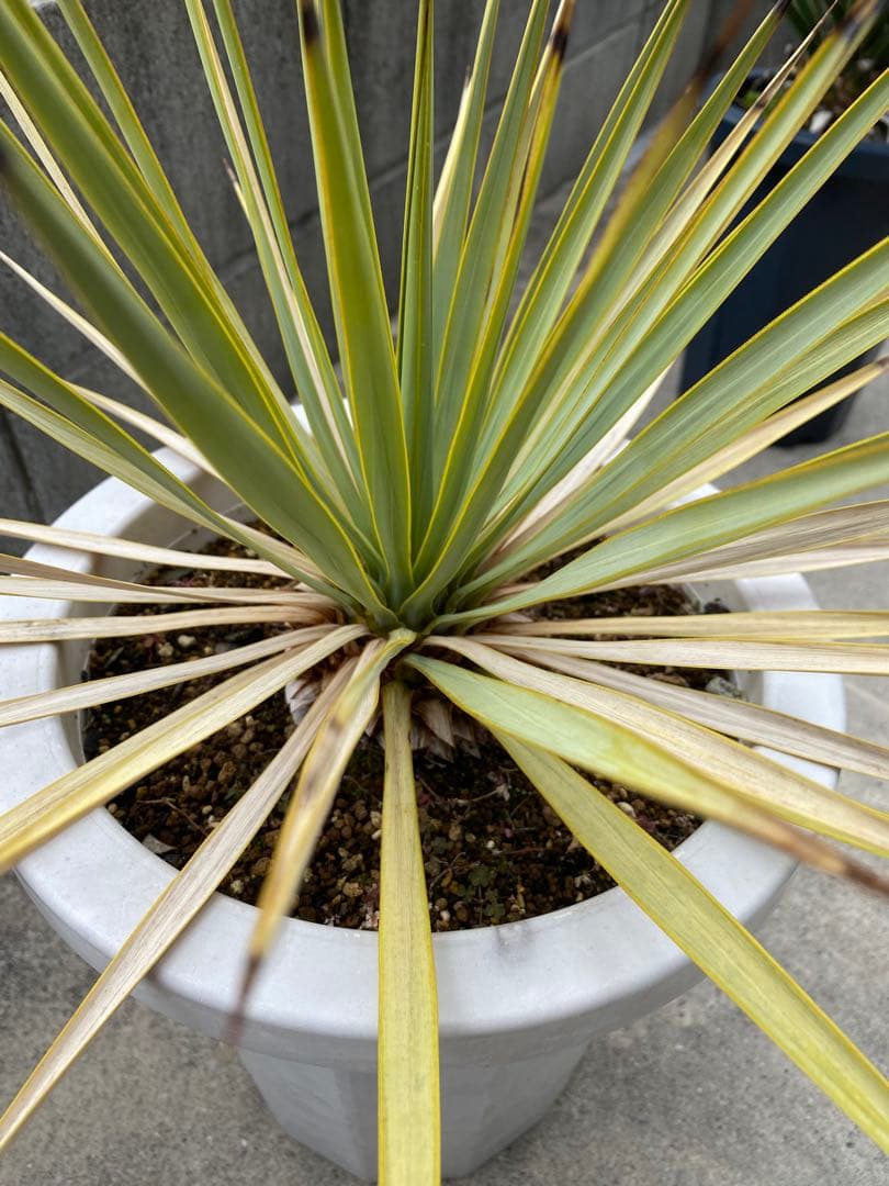 ユッカ ロストラータ　ロックガーデン　ドライガーデン　アガベ　塊根植物