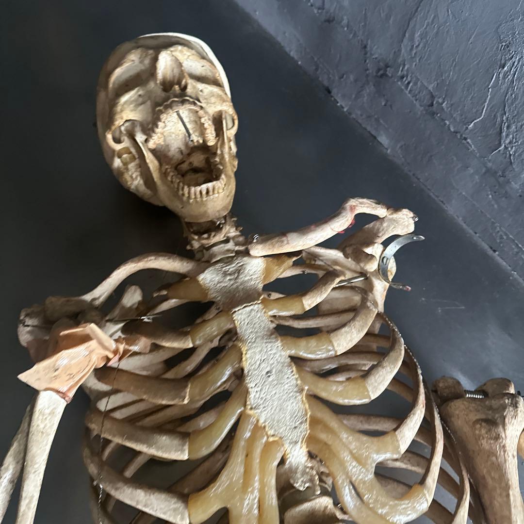 お値下げ‼️人骨模型ジャンク難ありハロウィンディスプレイハロウィン衣装に❗️