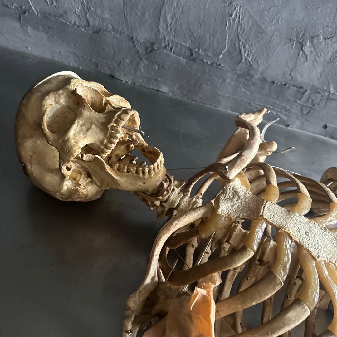 お値下げ‼️人骨模型ジャンク難ありハロウィンディスプレイハロウィン衣装に❗️