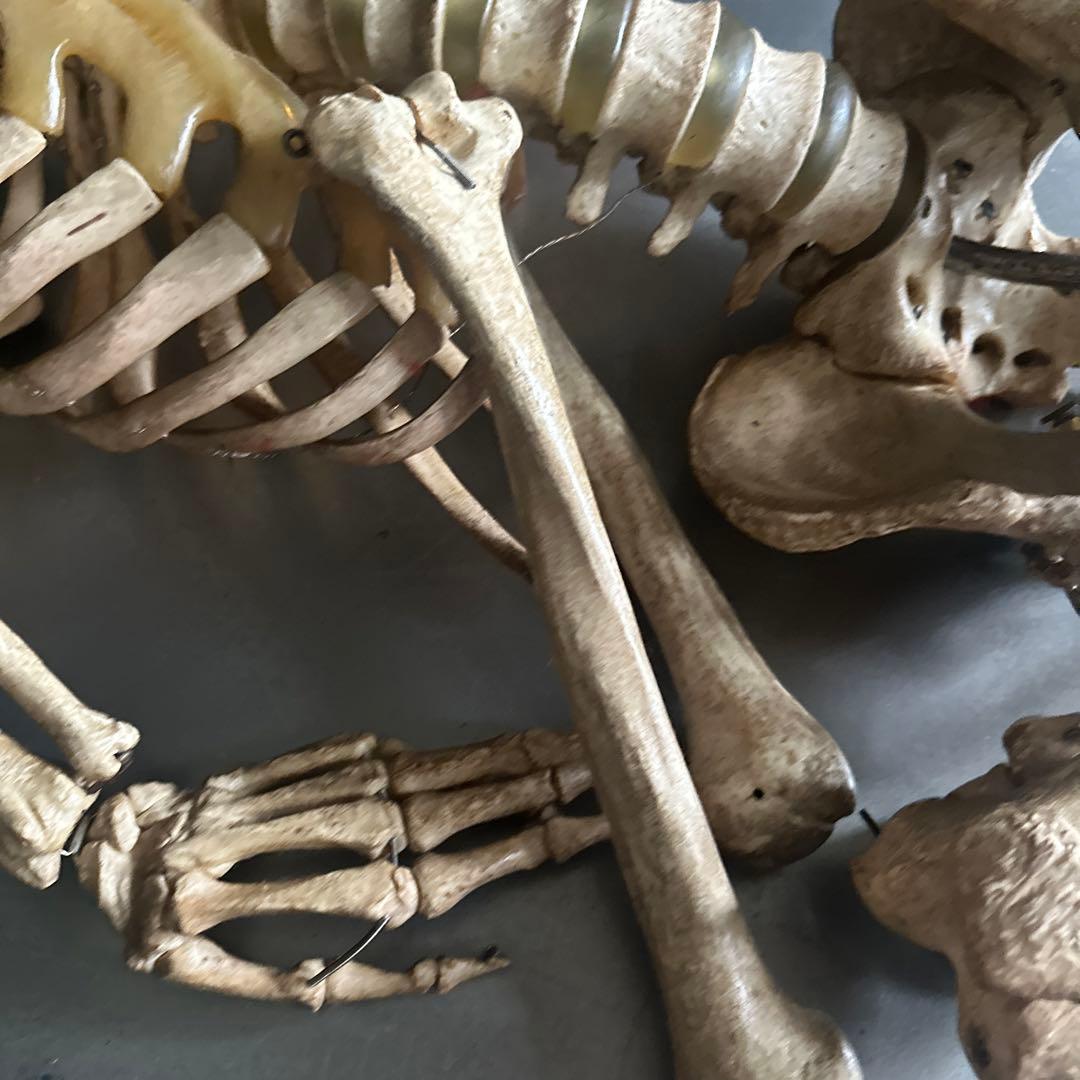 お値下げ‼️人骨模型ジャンク難ありハロウィンディスプレイハロウィン衣装に❗️