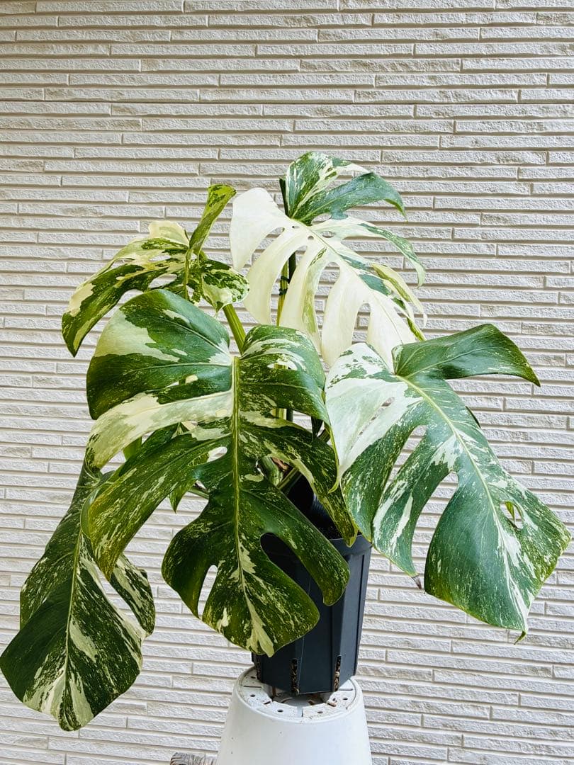 【美株】モンステラ ボルシギアナ ホワイトタイガー 斑入り