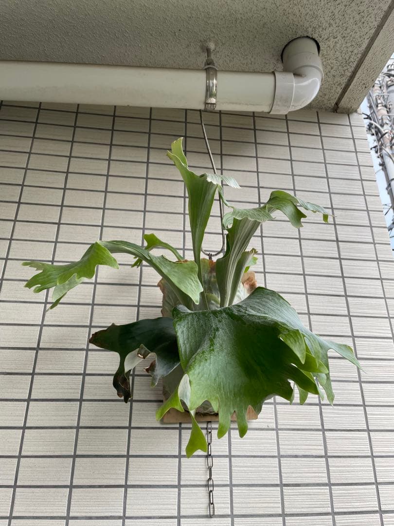 ビカクシダ　ヒリー　キリン　麒麟