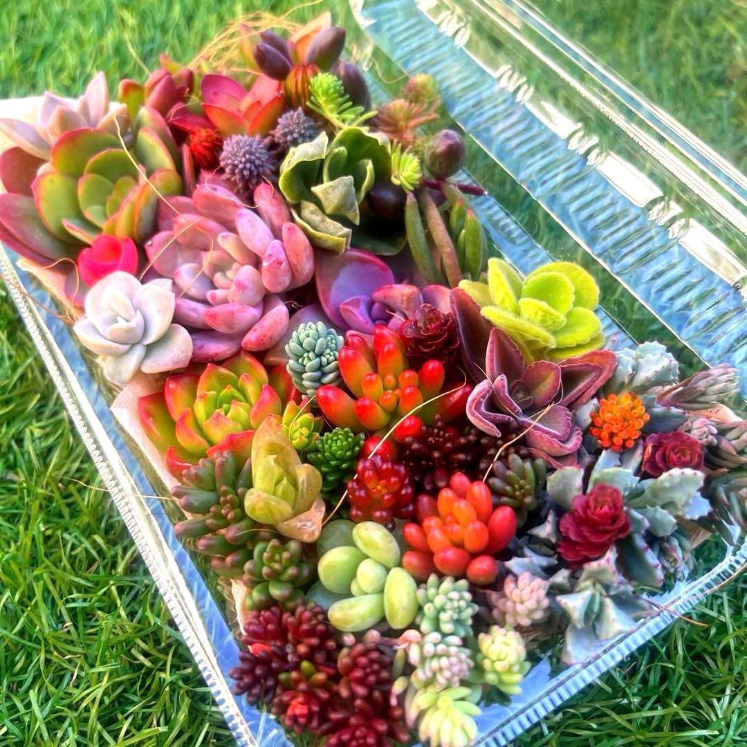 多肉寄せ植えセット