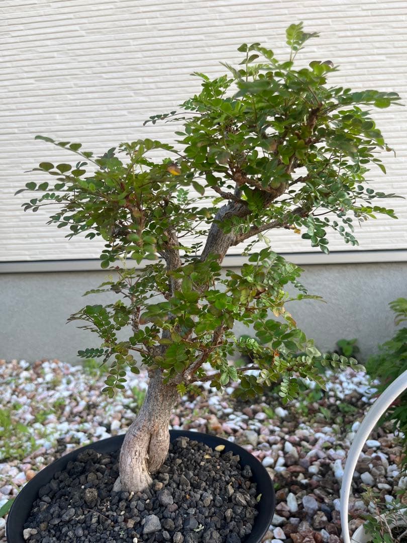 オペルクリカリア　ボレアリス