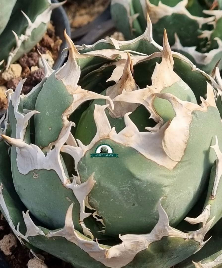 アガベ　チタノタ　マッドボール