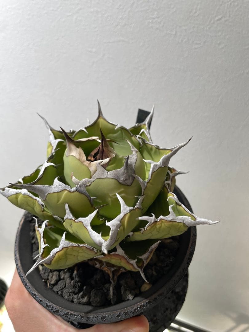 アガベ　チタノタ　マッドボール