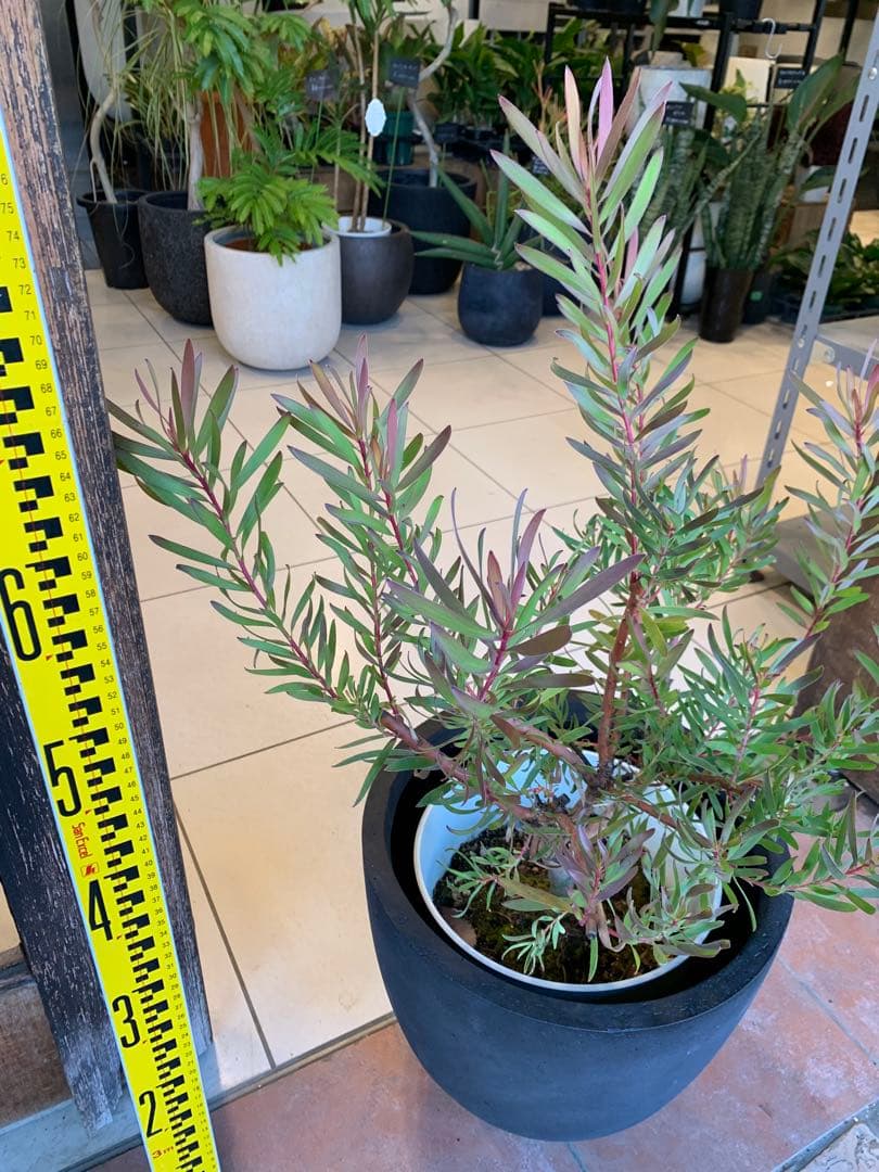 リューカデンドロン インカゴールド ファイバー鉢