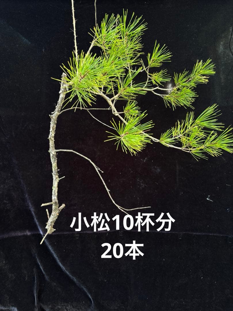 小松
