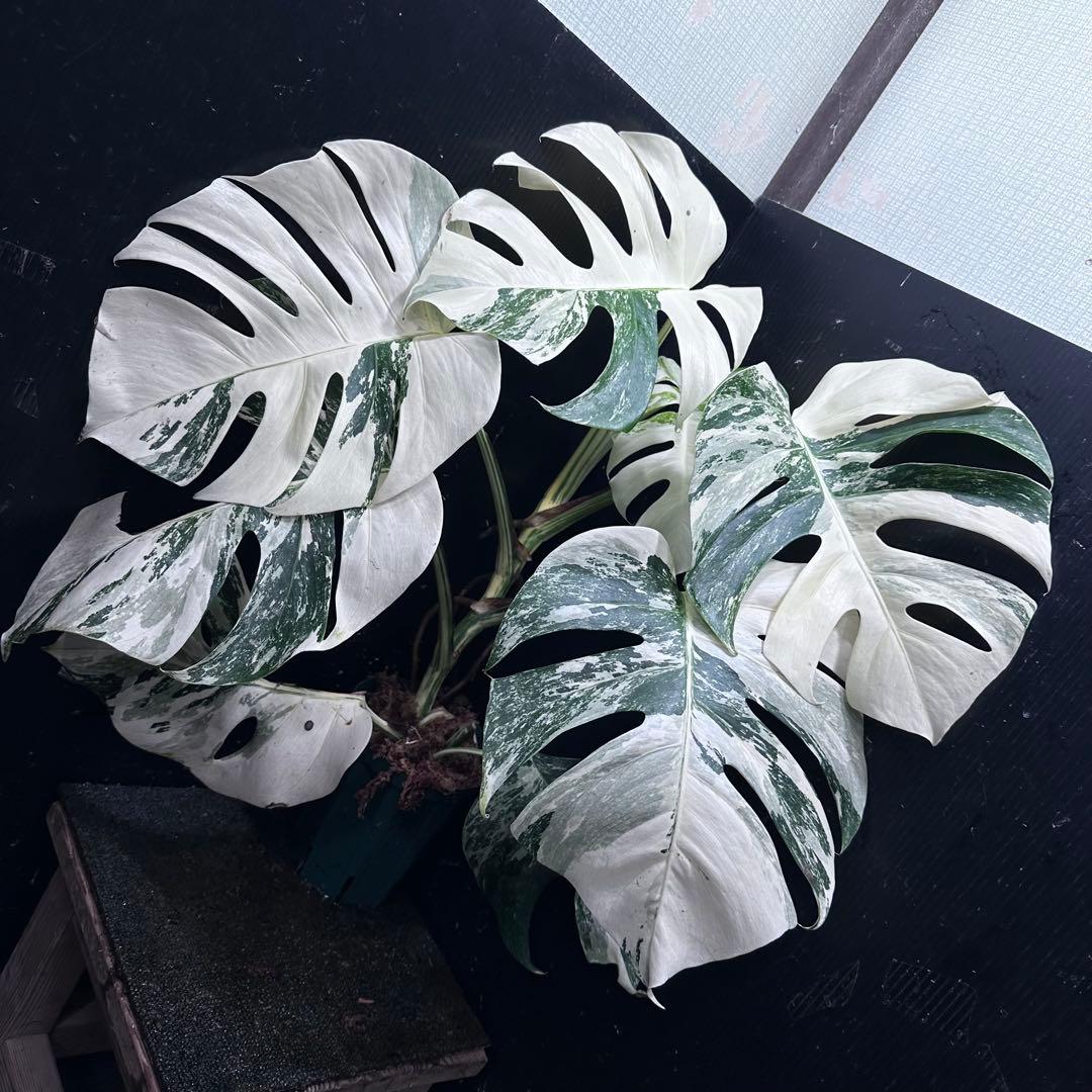 草*ん様 斑入りモンステラ ホワイトタイガー極美大株67cm白斑多