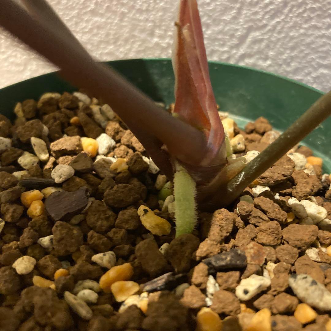 アンスリウム　ハイブリッド