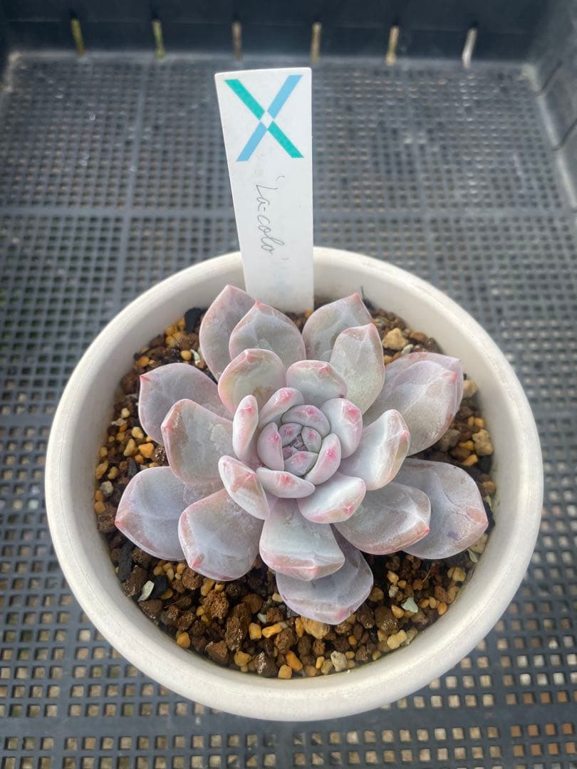 サボテン相談室 La-colo ラコロ 札付き 鉢ごと発送