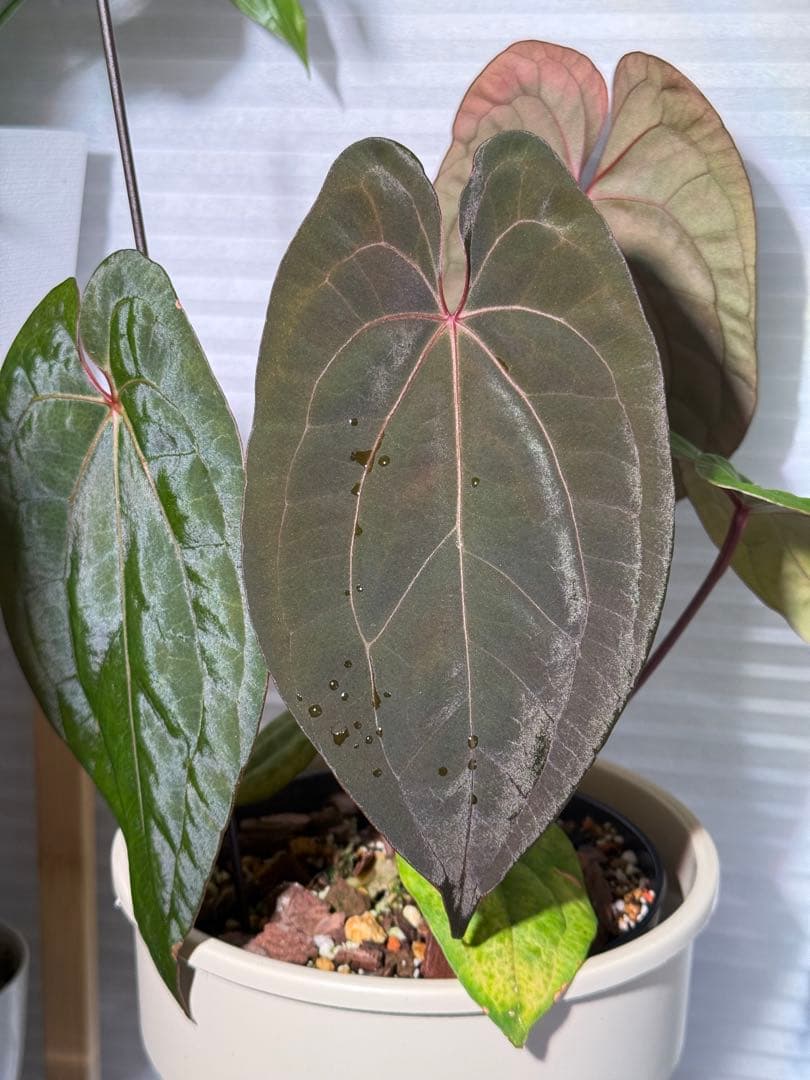 k　アンスリウム レッド ダークフェニックス