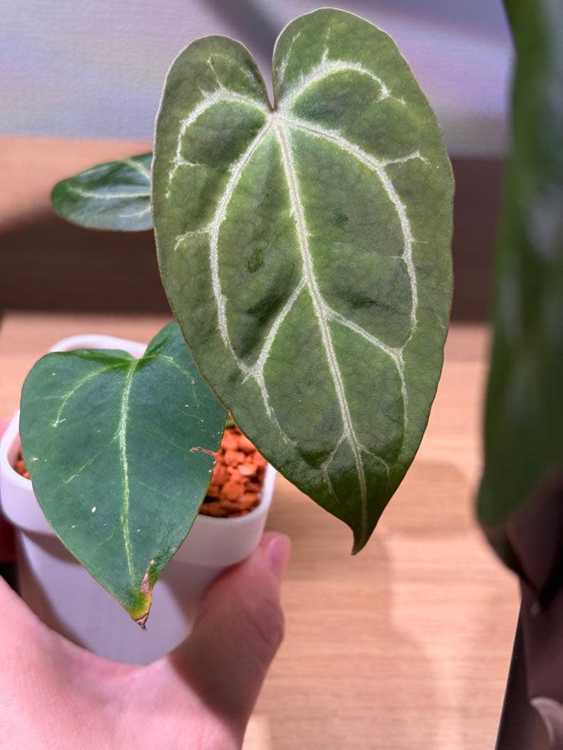 k　アンスリウム レッド ダークフェニックス