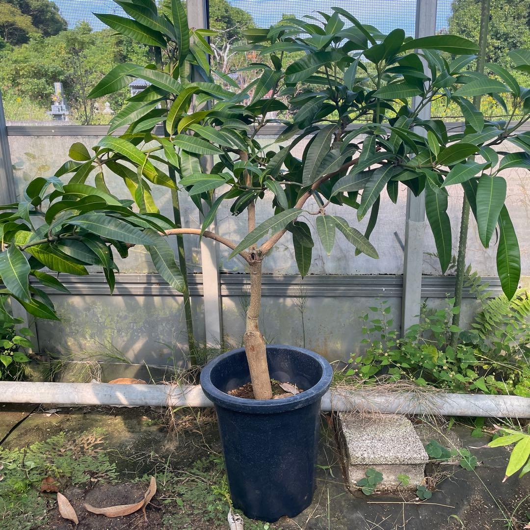 マンゴー苗　品種　ラポザ　10号