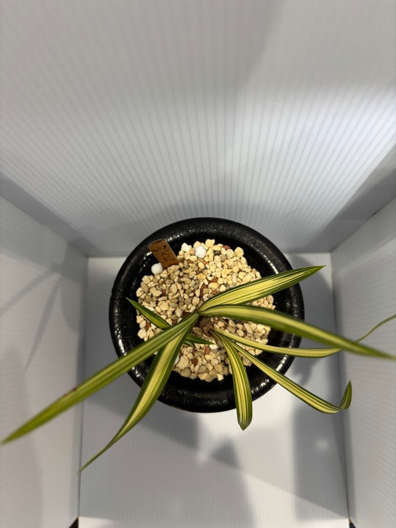 春蘭　韓国春蘭　四天王　No.1