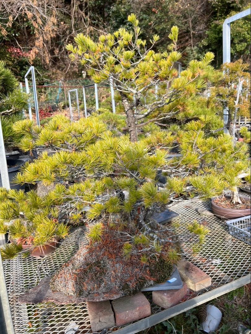 （希少）鞍馬石　五葉松盆栽