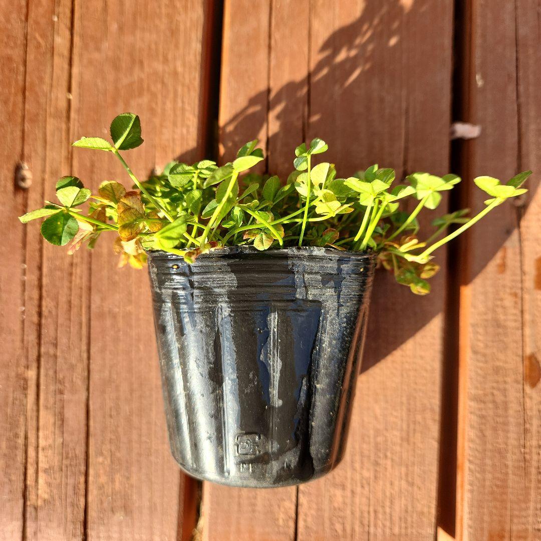 四つ葉のクローバー 10鉢