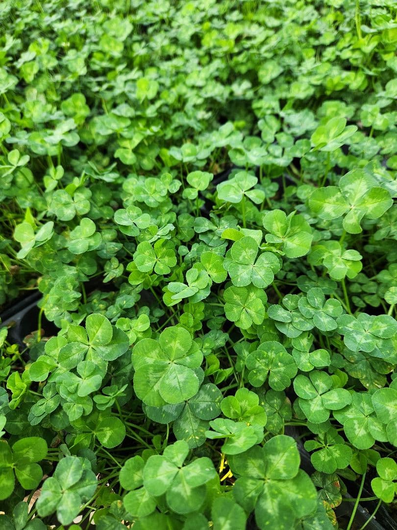 四つ葉のクローバー 10鉢