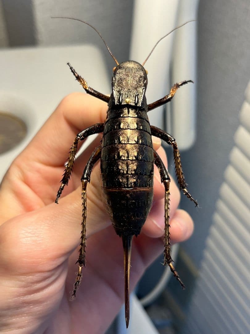 【88mm♀】ヨロイコロギス Bradyporus リオック 直翅類 標本