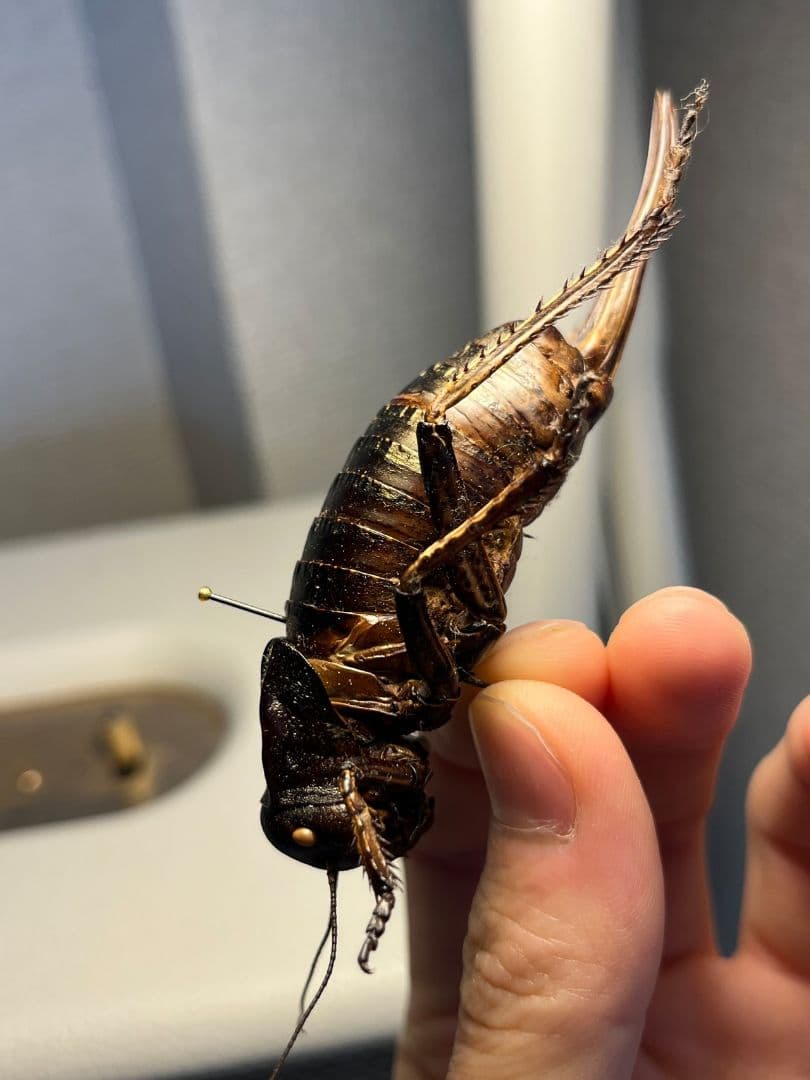 【88mm♀】ヨロイコロギス Bradyporus リオック 直翅類 標本