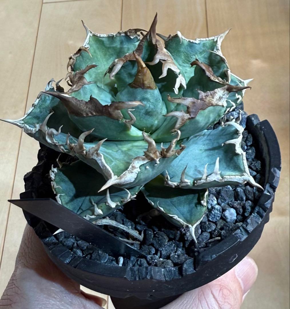 【鉢ごと親株発送】アガベ チタノタ 清櫻 活着済【極幅バンド・丸型・コンパクト