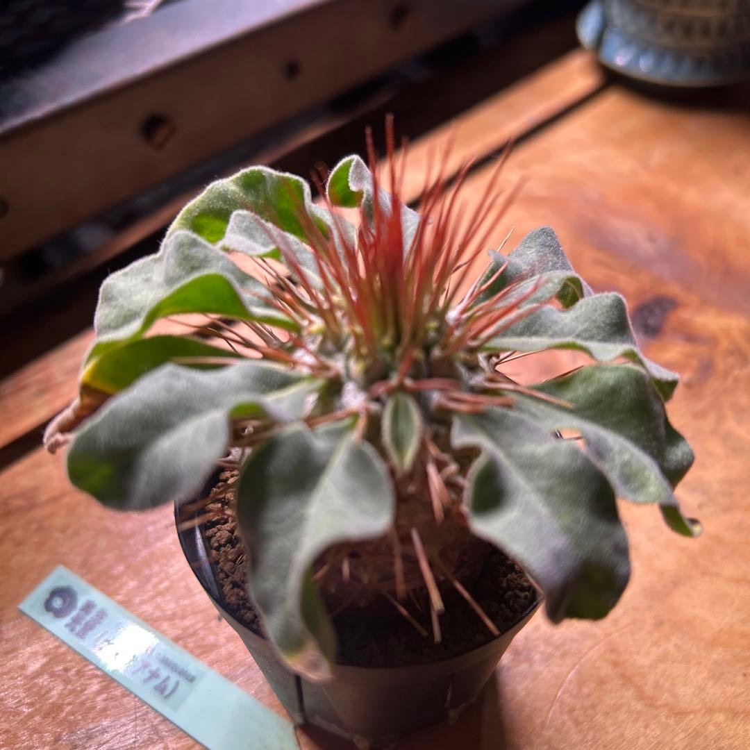 ナマクアナム　実生