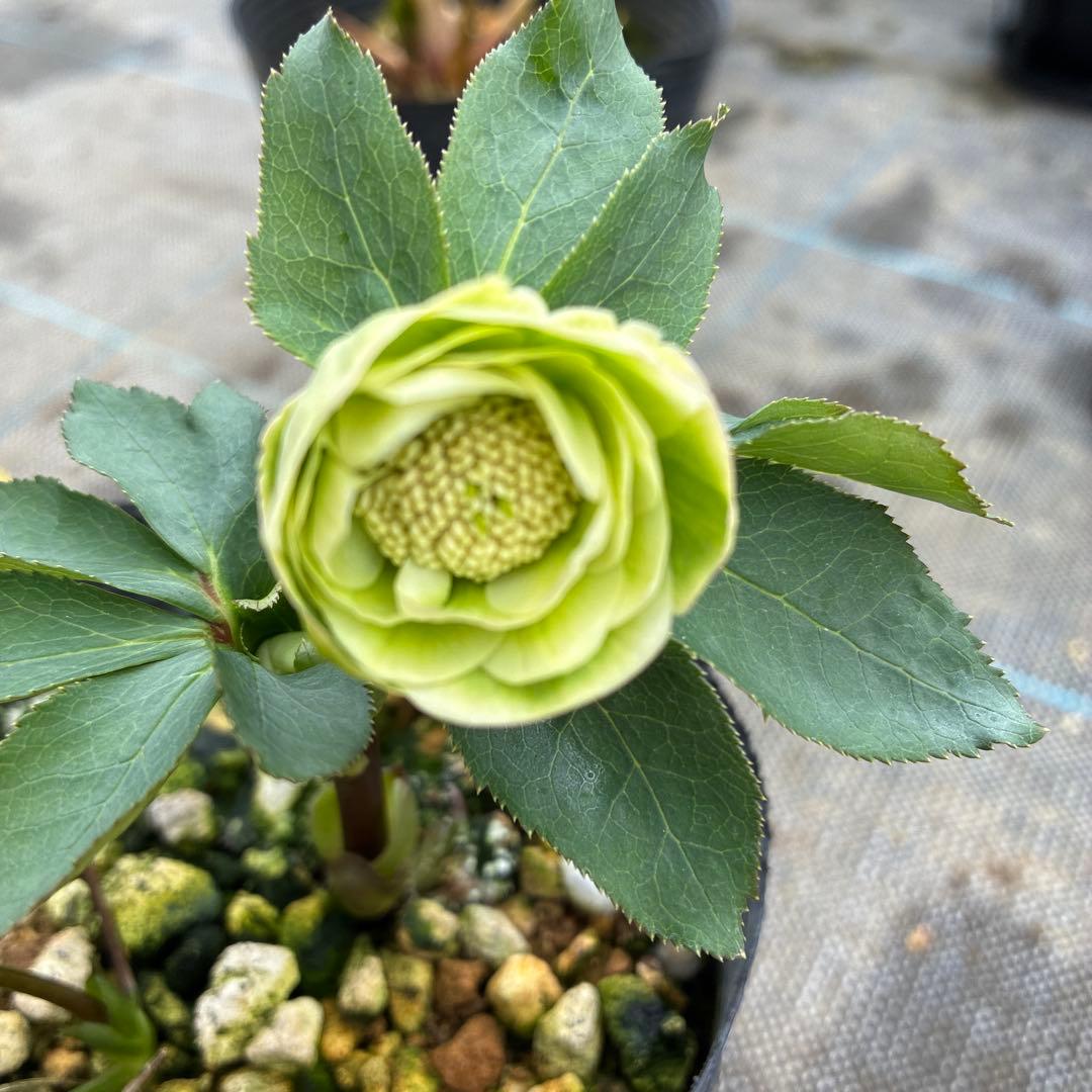 クリスマスローズ　小輪グリーングラデーション　希少　4.5寸