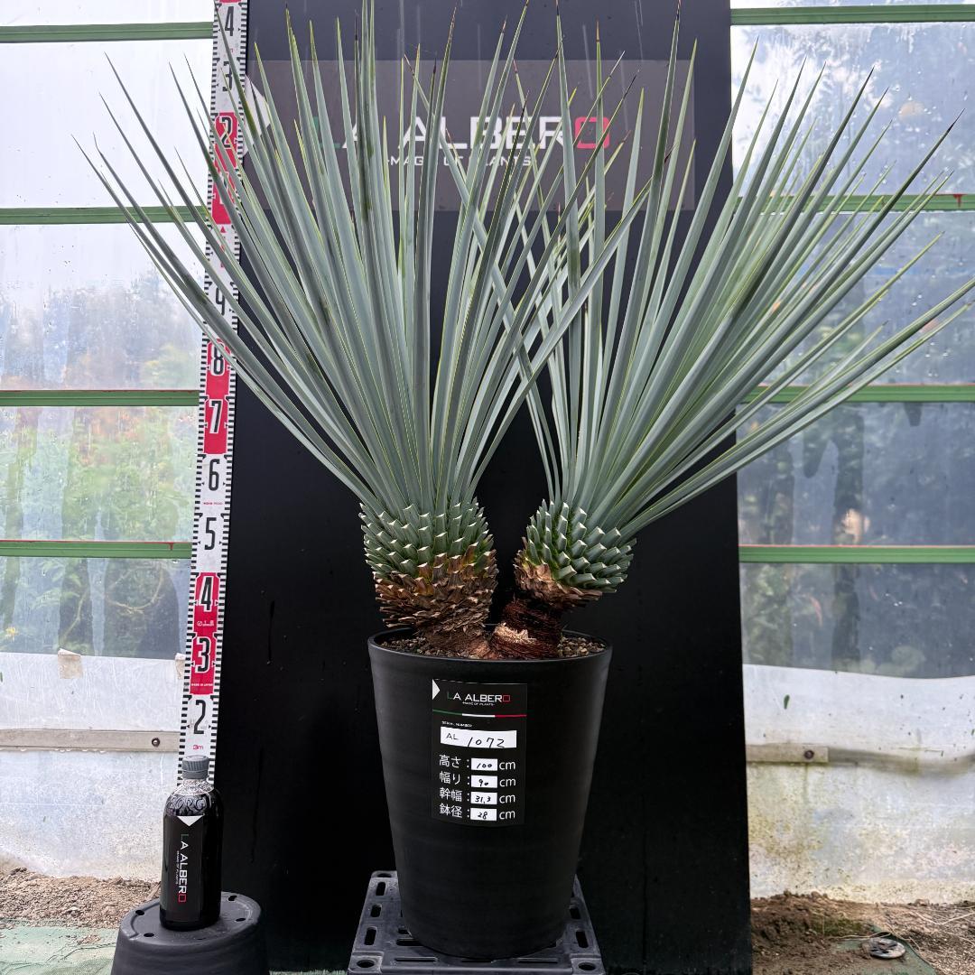 【AL1072】ユッカ　LA ALBERO　Ver.リギダ