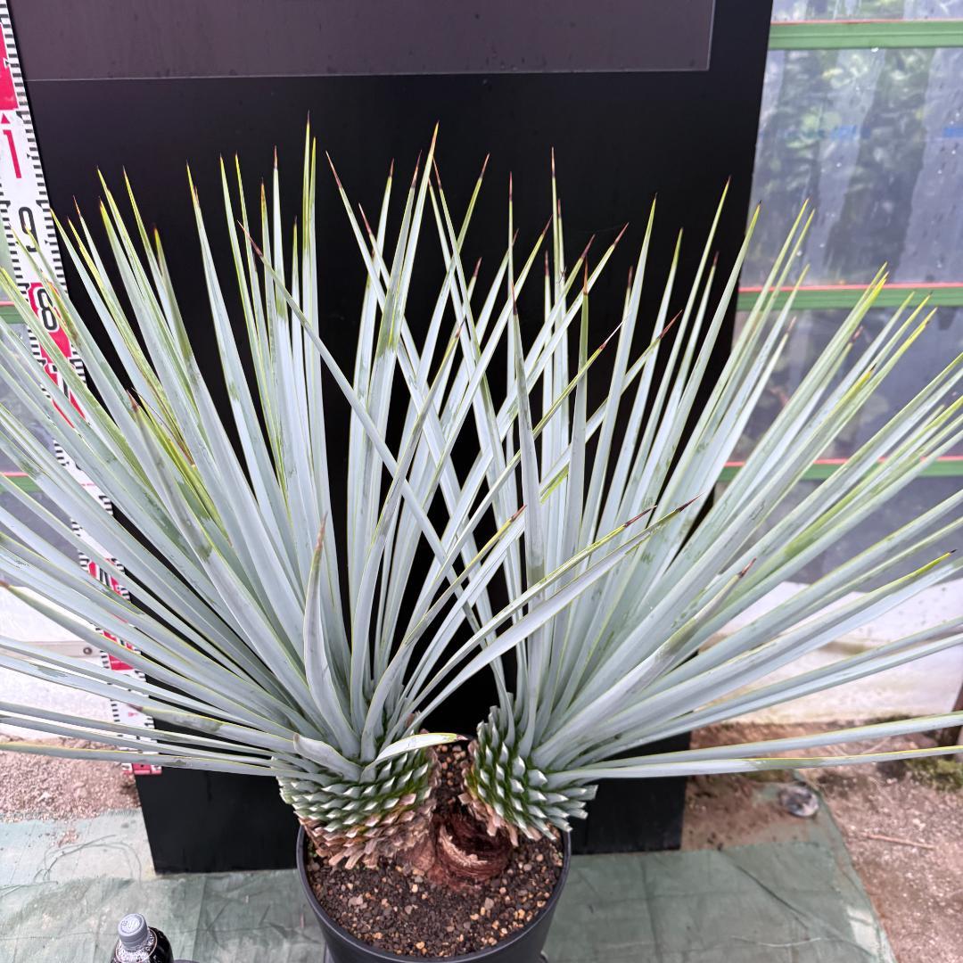 【AL1072】ユッカ　LA ALBERO　Ver.リギダ