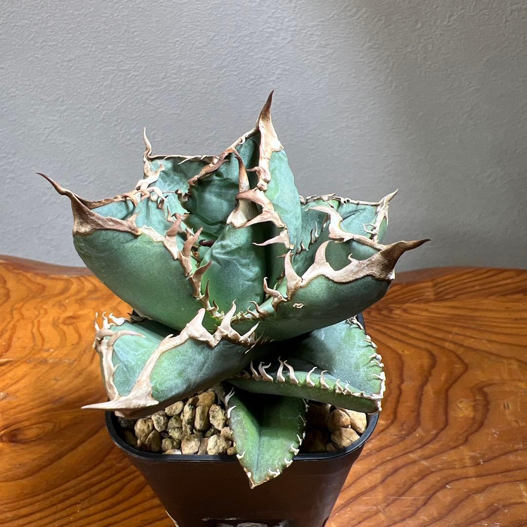 アガベ CHOCOLATE BITE （チョコレートバイト）