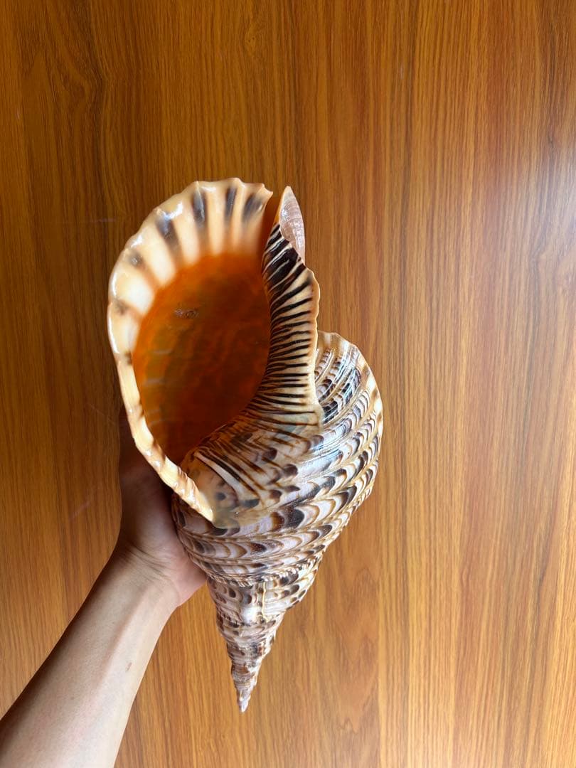 法螺貝　39.2cm 蓋付