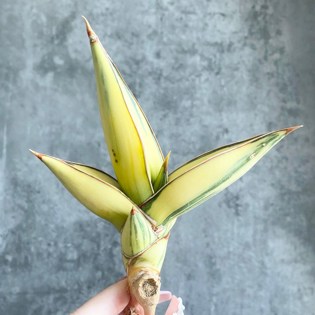 t*a様 S11330★オークション販売★ サンスベリア ピングイキュラ 極上斑