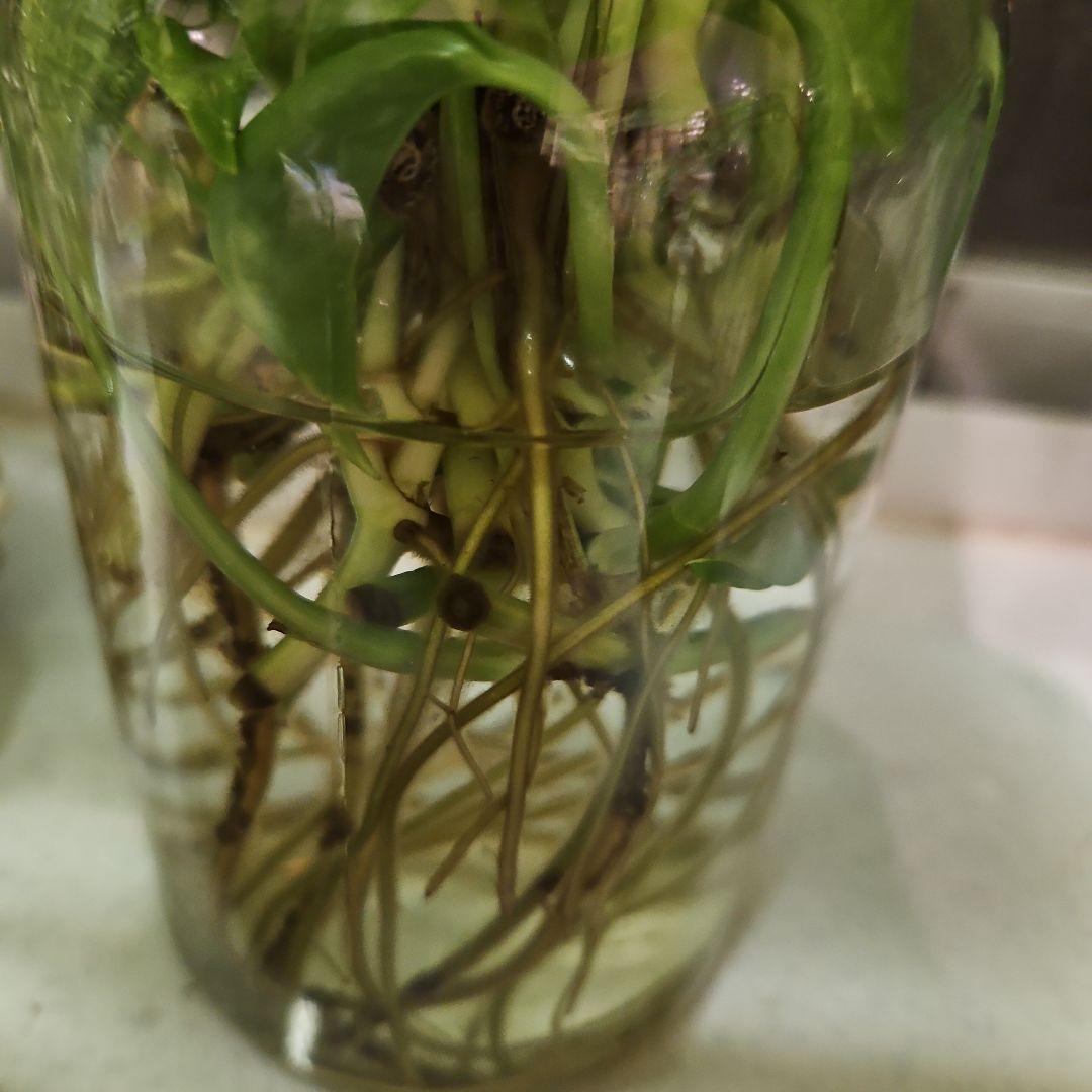 ⭐ポトス⭐サービスカット⭐20本