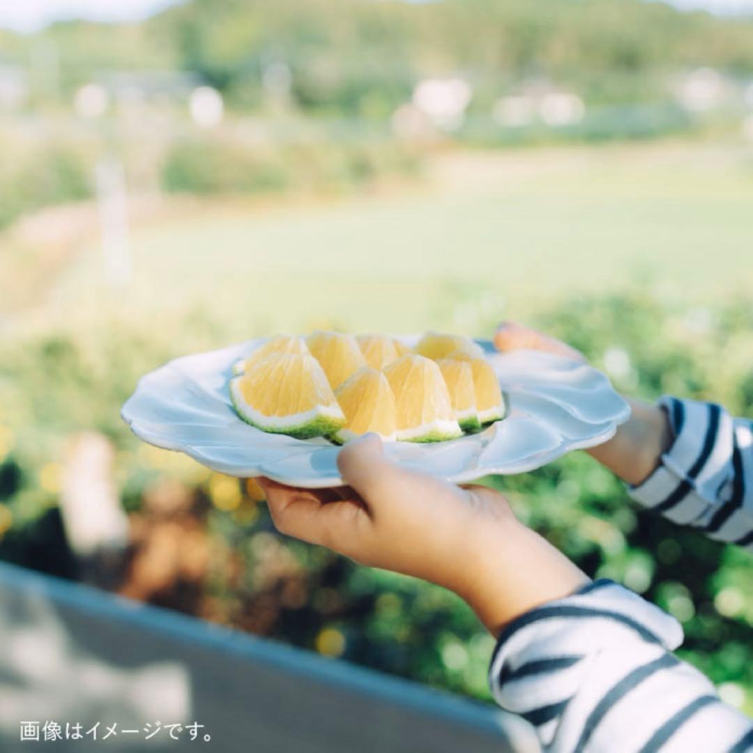 ホワイト波型プレート 2枚セット 22cm