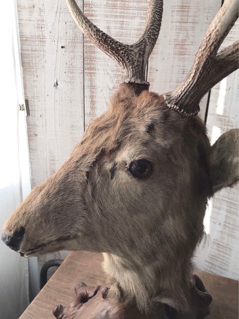 ヴィンテージ　鹿　剥製　土台付き