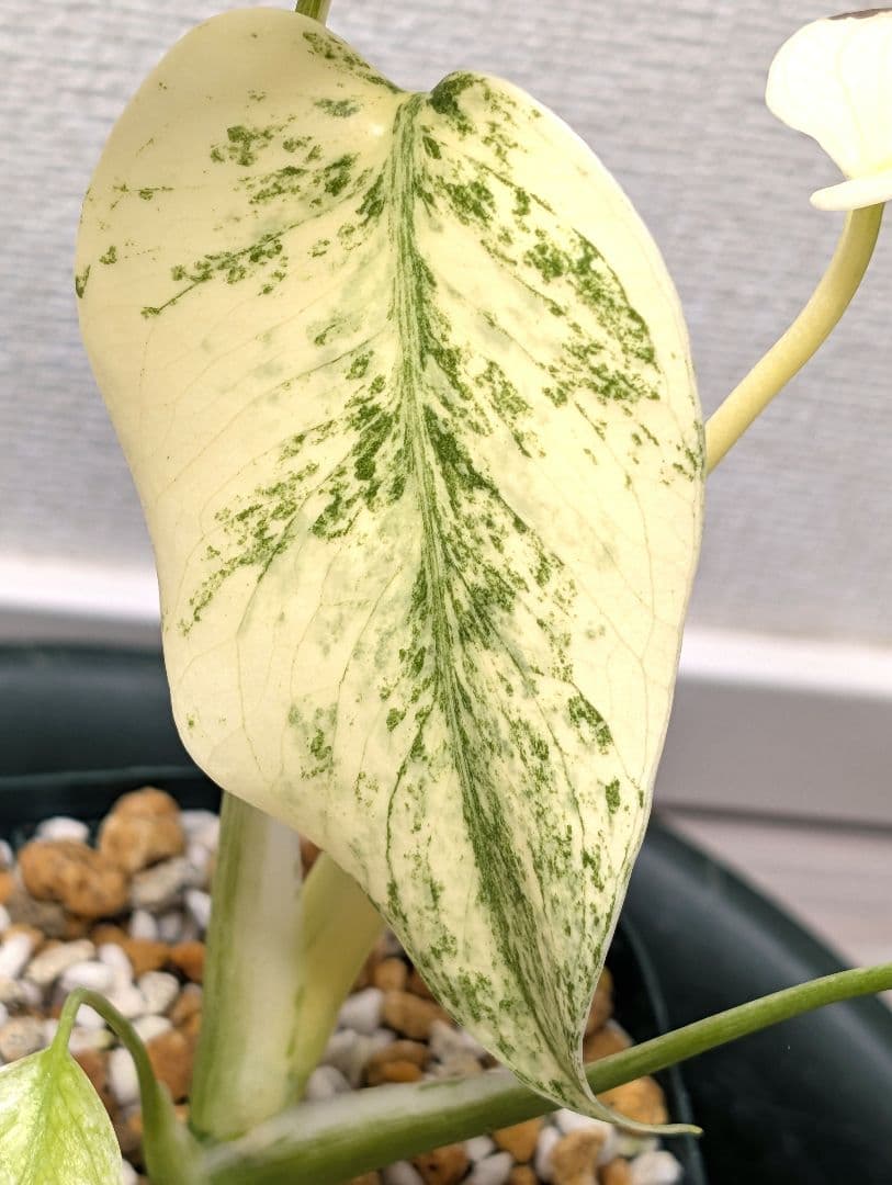 斑入りモンステラ　デリシオーサ　天津蘭　デリシオーサ　ホワイトモンスター