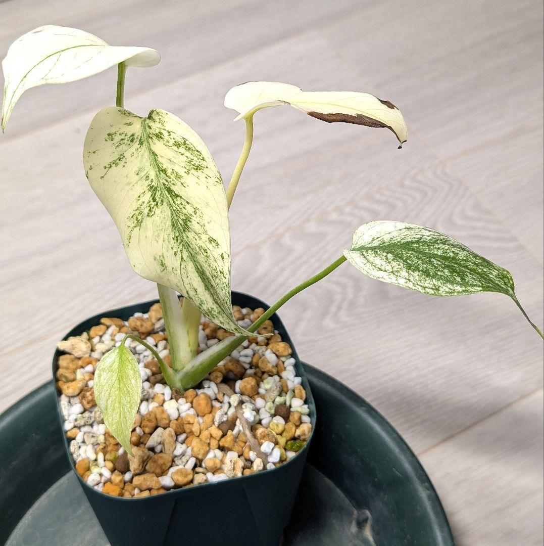 斑入りモンステラ　デリシオーサ　天津蘭　デリシオーサ　ホワイトモンスター