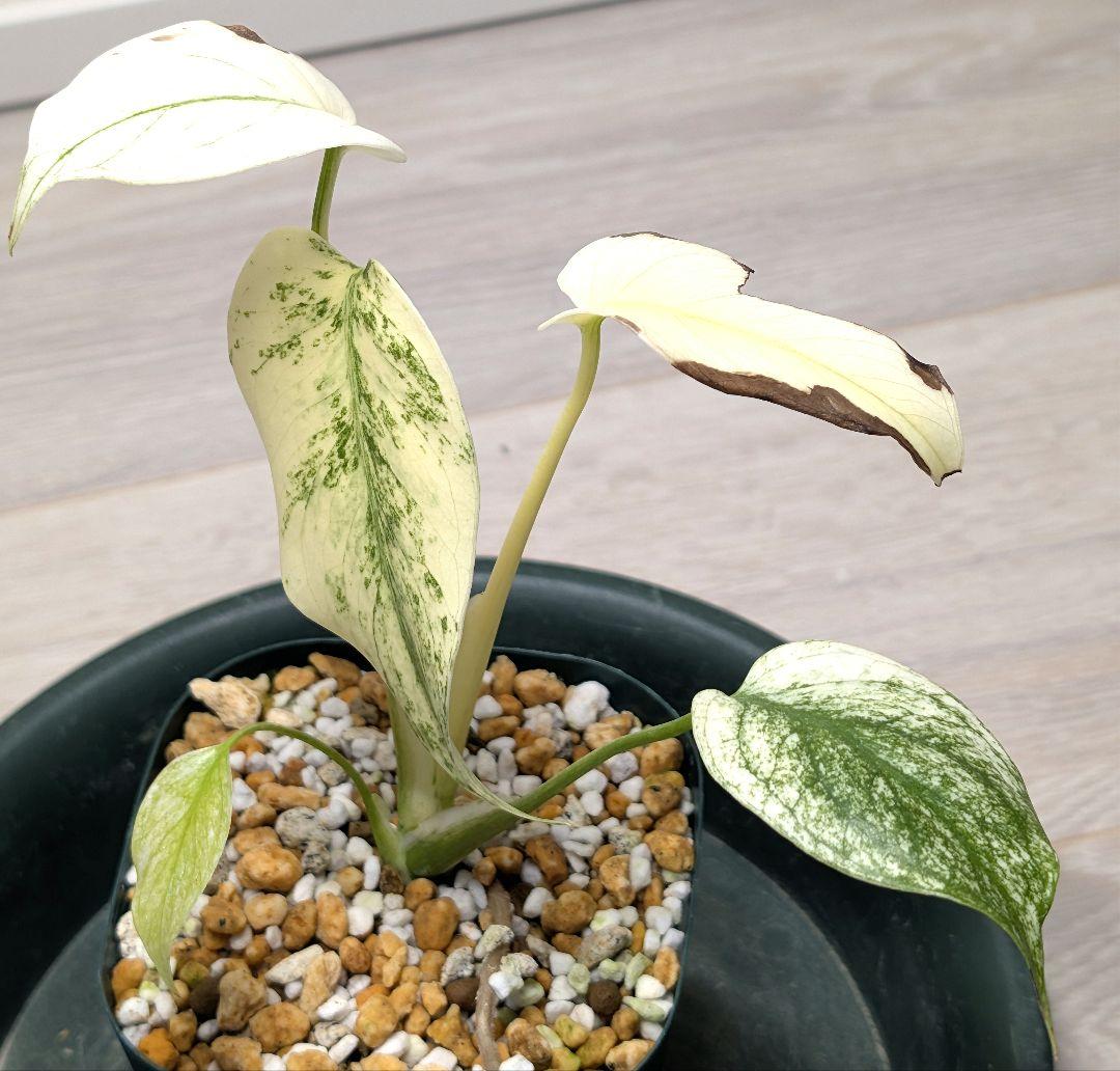 斑入りモンステラ　デリシオーサ　天津蘭　デリシオーサ　ホワイトモンスター