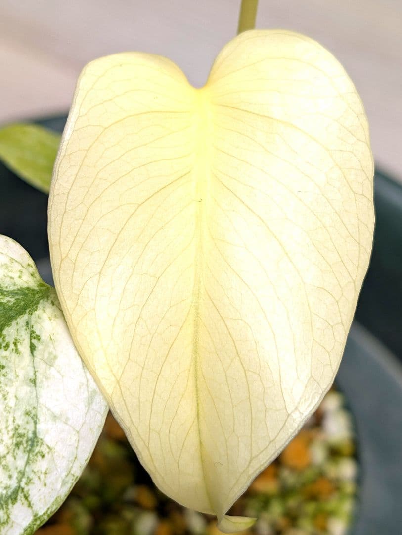 斑入りモンステラ　デリシオーサ　天津蘭　デリシオーサ　ホワイトモンスター